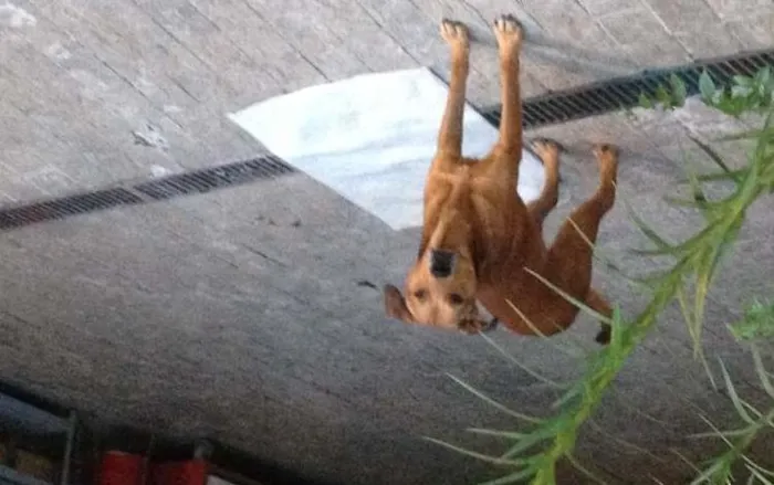 Cachorro ra a SRD idade 2 anos nome gandhi