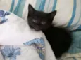 Filhotes de gatinho
