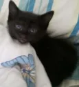 Filhotes de gatinho