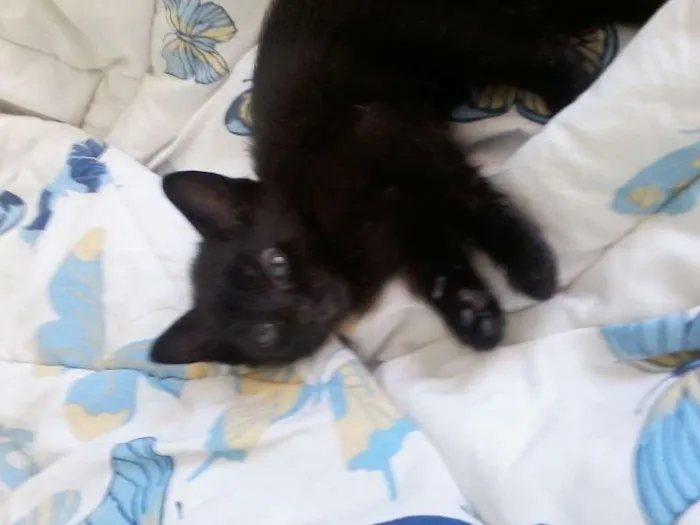 Gato ra a gato idade Abaixo de 2 meses nome Filhotes de gatinho