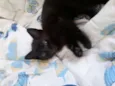 Filhotes de gatinho