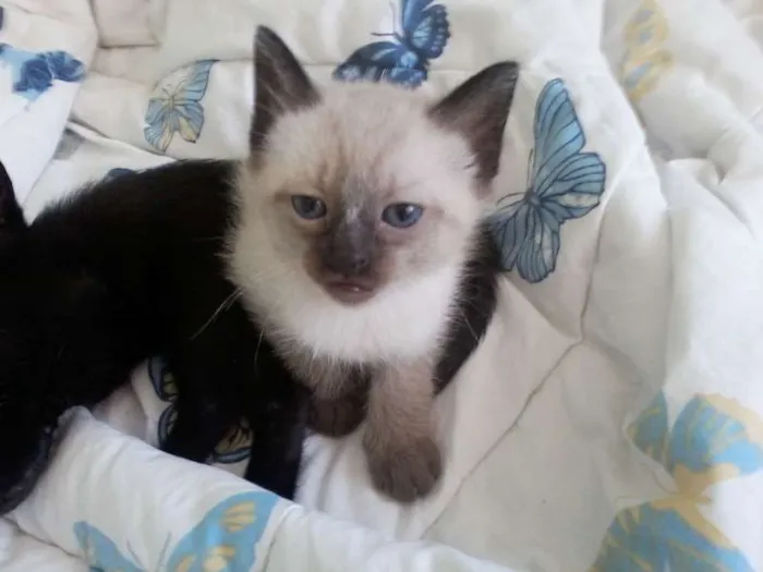 Gato ra a gato idade Abaixo de 2 meses nome Filhotes de gatinho