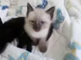 Filhotes de gatinho