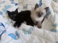 Filhotes de gatinho