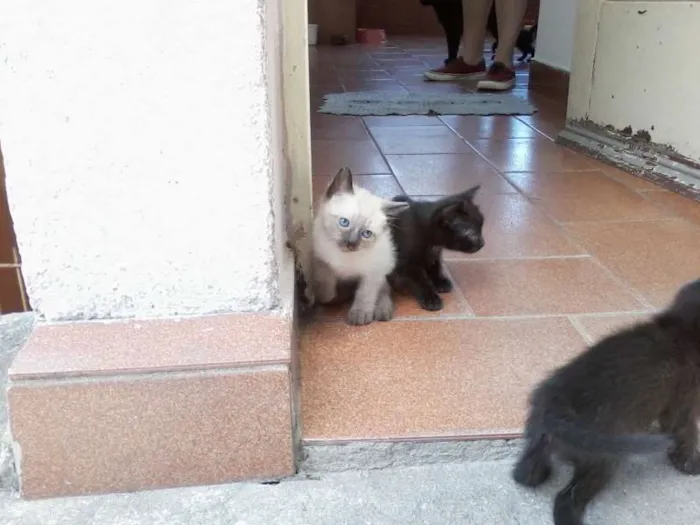 Gato ra a gato idade Abaixo de 2 meses nome Filhotes de gatinho