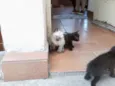 Filhotes de gatinho