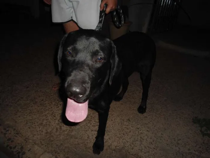 Cachorro ra a Labrador idade 1 ano nome Apollo