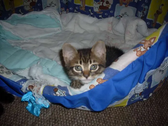 Gato ra a SRD idade 2 a 6 meses nome Sem nome