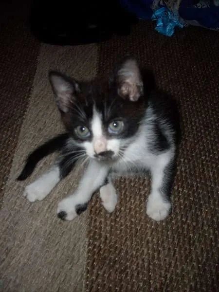 Gato ra a SRD idade 2 a 6 meses nome Sem nome