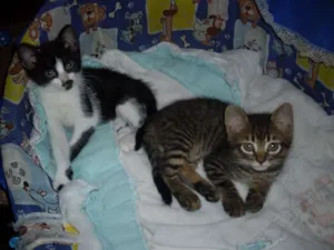 Gato raça SRD idade 2 a 6 meses nome Sem nome