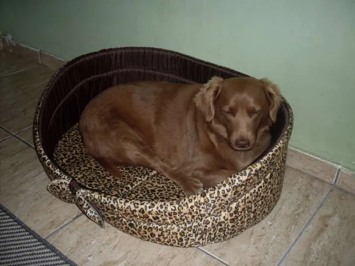 Cachorro ra a SRD idade 3 anos nome Laika