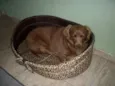 Laika