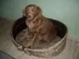 Laika