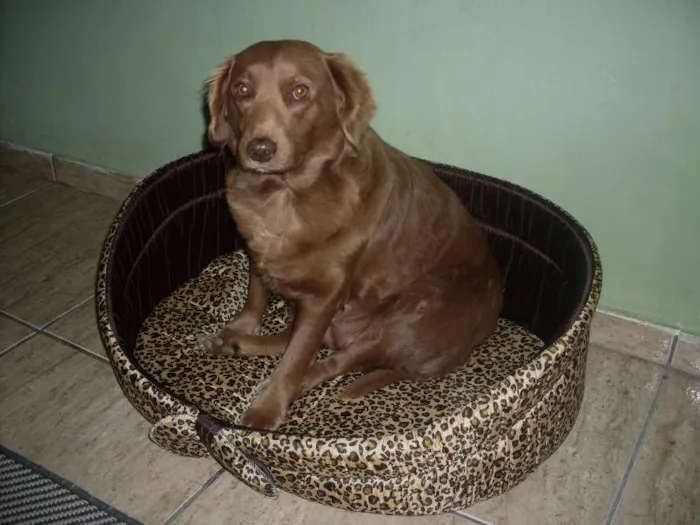 Cachorro ra a SRD idade 3 anos nome Laika