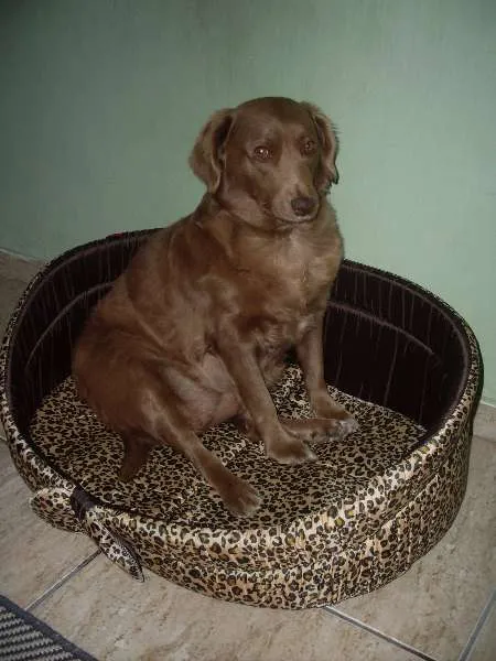 Cachorro ra a SRD idade 3 anos nome Laika