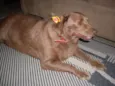 Laika