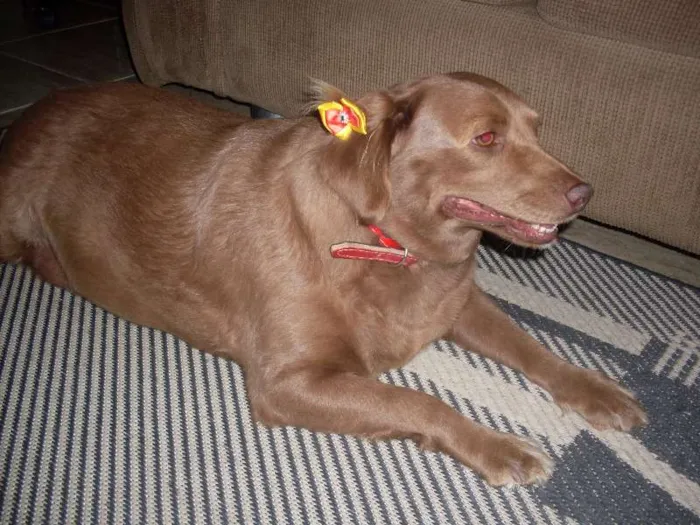 Cachorro ra a SRD idade 3 anos nome Laika