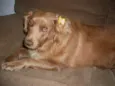 Laika