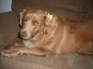 Cachorro raça SRD idade 3 anos nome Laika