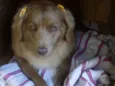 Laika