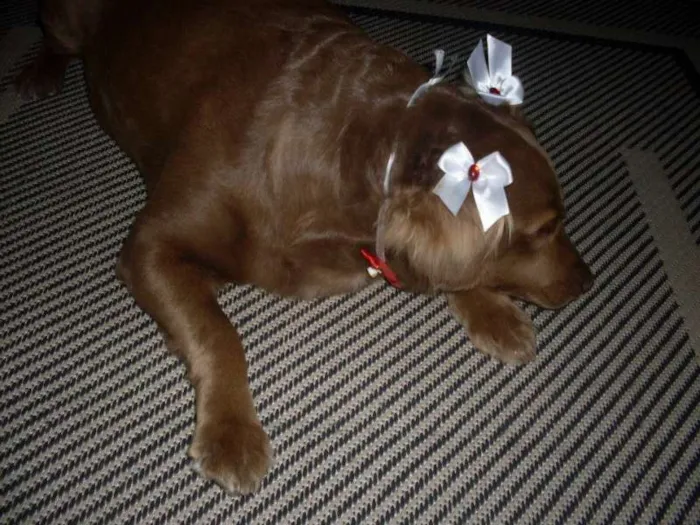 Cachorro ra a SRD idade 3 anos nome Laika