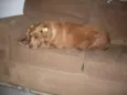 Laika
