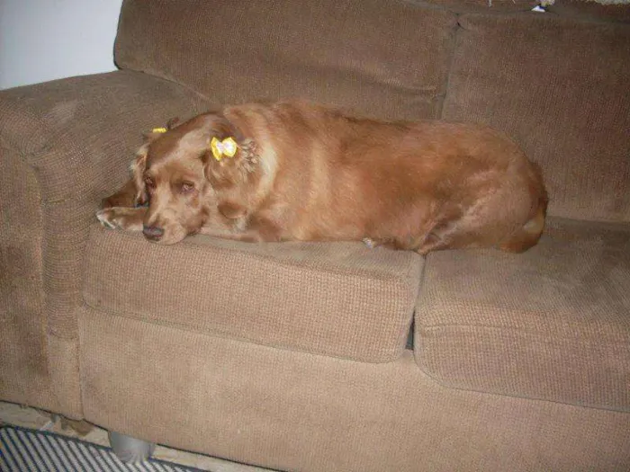 Cachorro ra a SRD idade 3 anos nome Laika