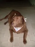 Laika