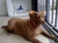 Laika
