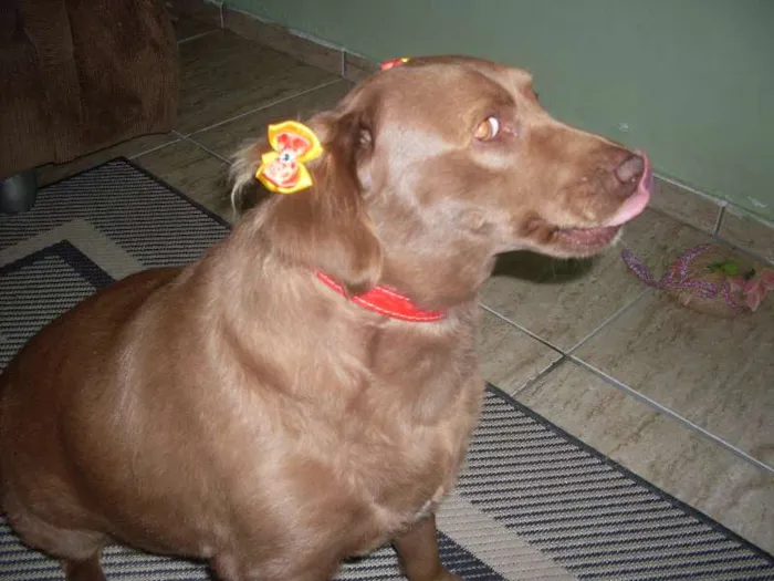 Cachorro ra a SRD idade 3 anos nome Laika