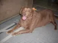 Laika