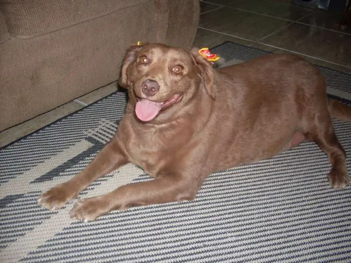 Cachorro ra a SRD idade 3 anos nome Laika