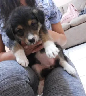 Cachorro raça vira lata idade  nome sem nome