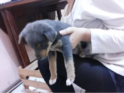 Cachorro raça vira lata idade  nome sem nome