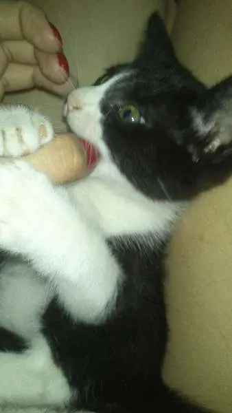 Gato ra a vira lata idade 7 a 11 meses nome kiara