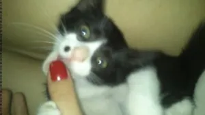Gato raça vira lata idade 7 a 11 meses nome kiara