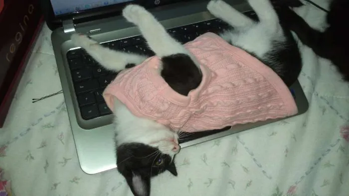 Gato ra a vira lata idade 7 a 11 meses nome kiara