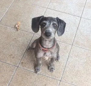 Cachorro raça Não sei idade  nome Sem nome