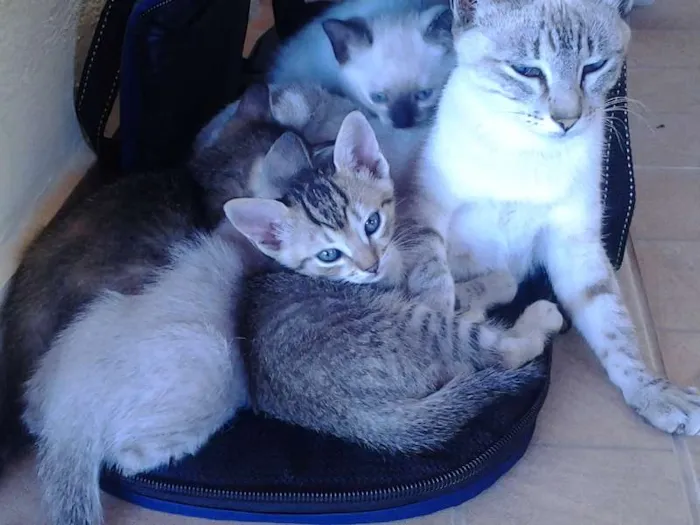 Gato ra a indefinida idade Abaixo de 2 meses nome Cinza
