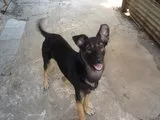 Cachorro ra a Vira Lata idade 6 ou mais anos nome Nelson