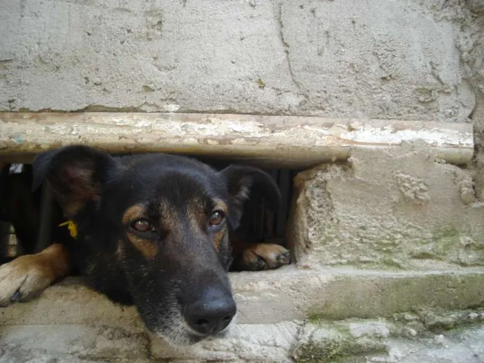 Cachorro ra a Vira Lata idade 6 ou mais anos nome Nelson