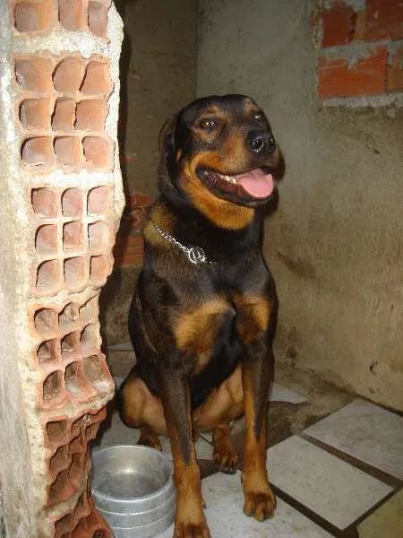 Cachorro ra a Rottweiler idade 6 ou mais anos nome Hades