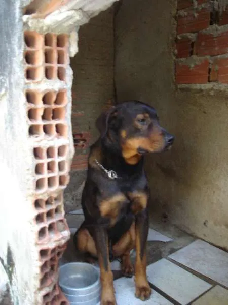 Cachorro ra a Rottweiler idade 6 ou mais anos nome Hades