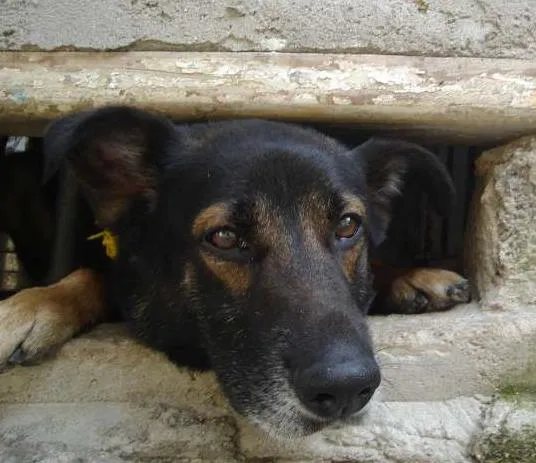 Cachorro ra a Vira Lata idade 6 ou mais anos nome Nelson