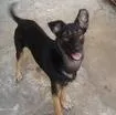 Cachorro raça Vira Lata idade 6 ou mais anos nome Nelson