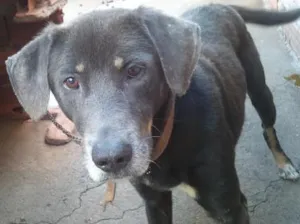 Cachorro raça mestiço weimaraner idade 5 anos nome thor