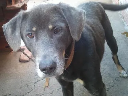 Cachorro ra a mestiço weimaraner idade 5 anos nome thor