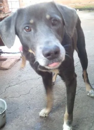 Cachorro ra a mestiço weimaraner idade 5 anos nome thor