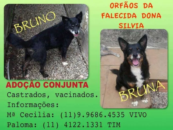 Cachorro ra a SRD idade 5 anos nome BRUNO E BRUNA