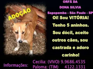 Cachorro raça SRD idade 5 anos nome VITORIA